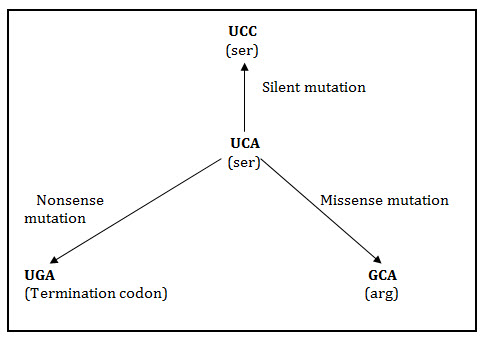 Trinucleotide.jpg
