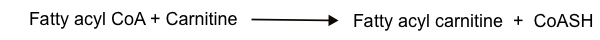 carnitine2.jpg